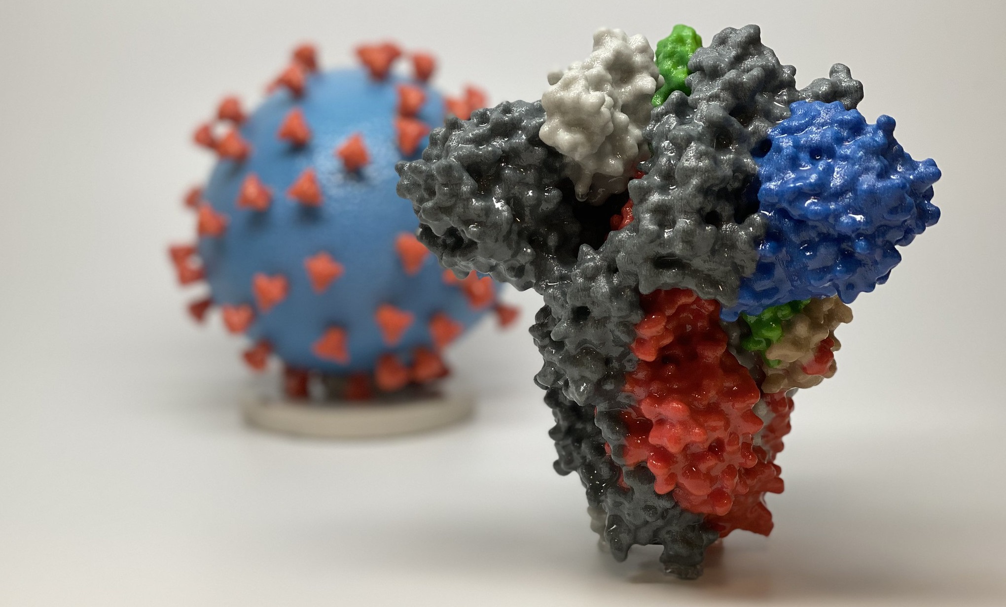Stampa 3D della proteina ‘Spike’ del Sars-Cov-2, per gentile concessione di National Institute of Allergy and Infectious Diseases